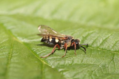 Réf. 295 783 : Brachystegus scalaris